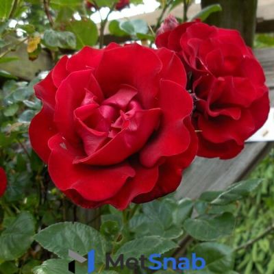 Роза плетистая Сантана (Santana) 200-250 см (саженец конт. 20л)