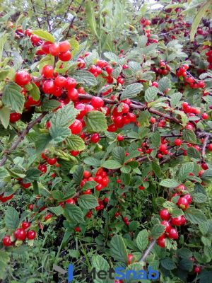 Вишня войлочная Prunus tomentosa Песчановойлочная (7 лет)