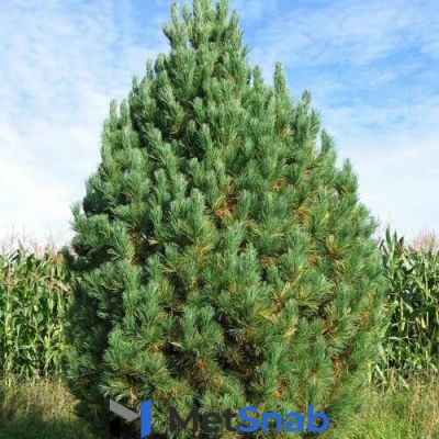 Сосна кедровая (Pinus cembra Cembra) (150-170см)