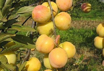 Алыча Prunus divaricataм Ветразь (5 лет)