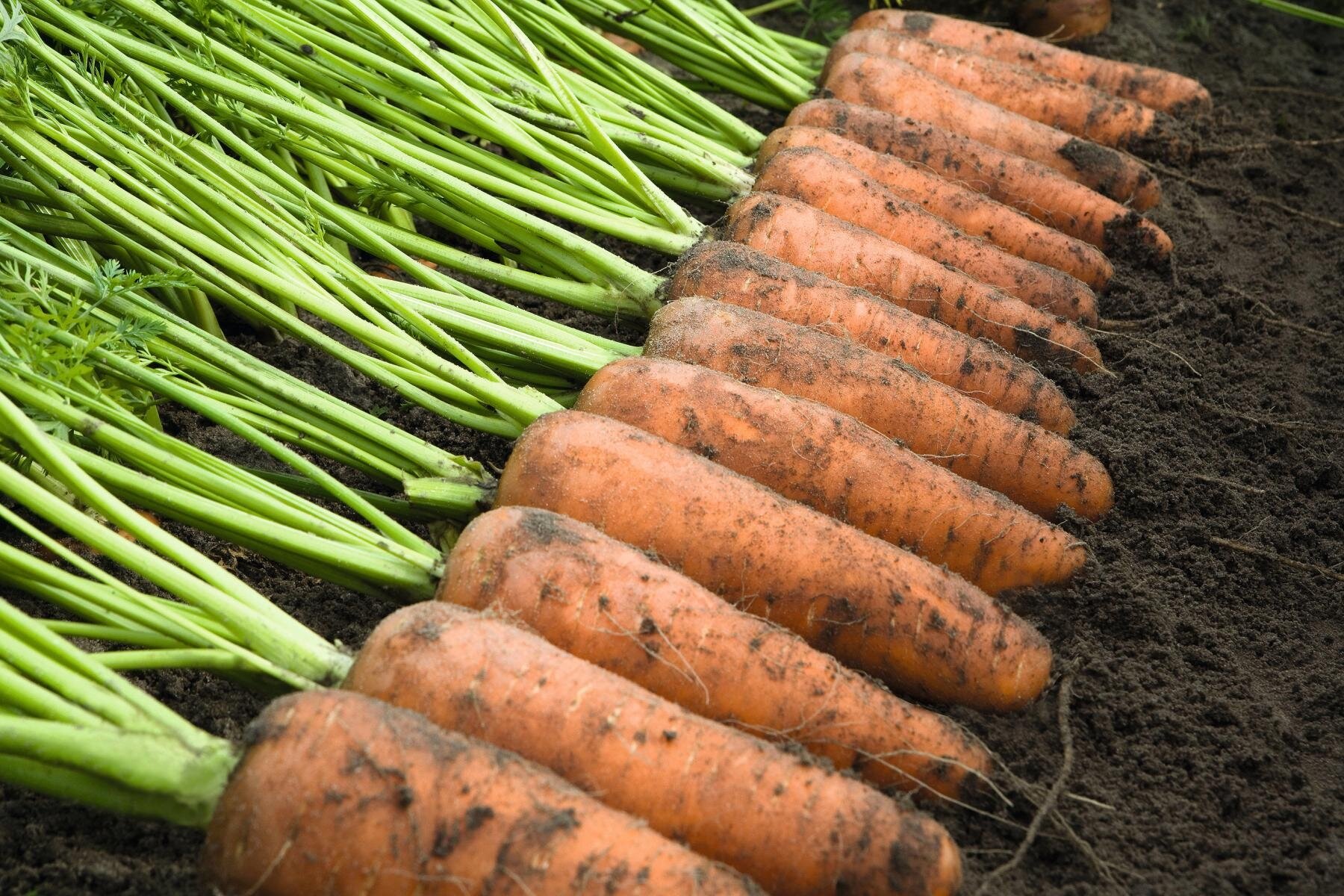 Морковь каскад F1 2,4-2,6 (1 000 000 семян) Bejo