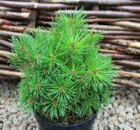 Сосна горная Гном (Pinus mugo Gnom) (бонсай 100-125см, саженец конт. 80)