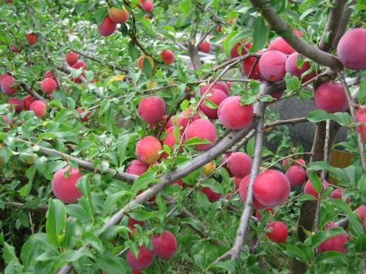 Алыча Prunus divaricataм Персиковая (5 лет)