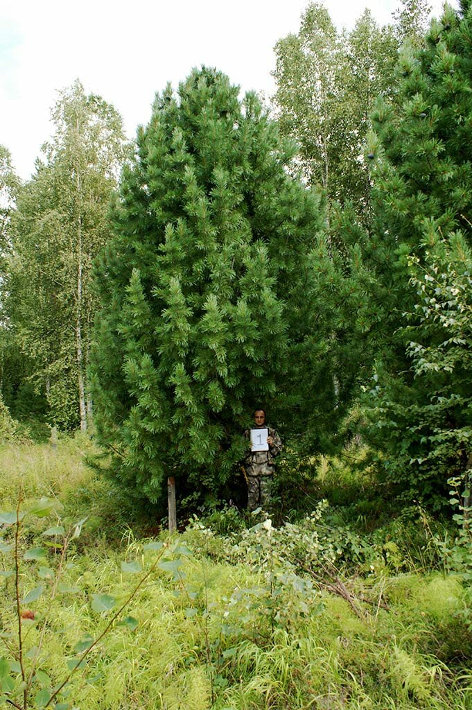 Рассада, саженцы, кустарники, деревья 24kedr.ru Деревья (крупномер), кедр сибирский, премиум, 680-720 см.