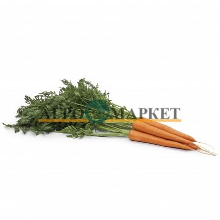 Морковь вармия F1 2,0-2,2 (25 000 семян) Rijk Zwaan