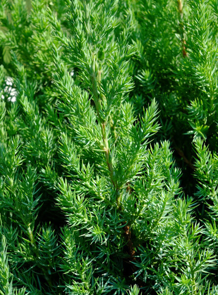 Можжевельник Juníperus Stricta (1,3-1,5м/С10)