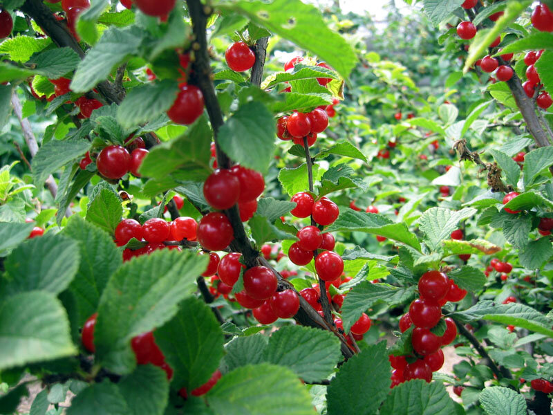 Вишня войлочная Prunus tomentosa Детская (5 лет)