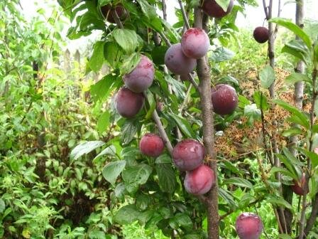 Алыча Prunus divaricataм колоновидная Синяя (5 лет)