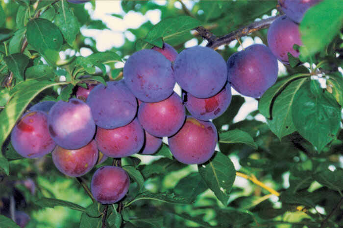 Алыча Prunus divaricataм Мономах (5 лет)