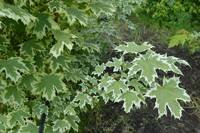 Клен остролистный Друммонди Acer platanoides Drummondii 18л 200 см
