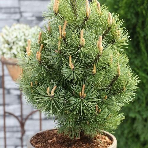Сосна горная Мампитс (Pinus mugo Mumpitz) (40-50см, саженец конт. 25)
