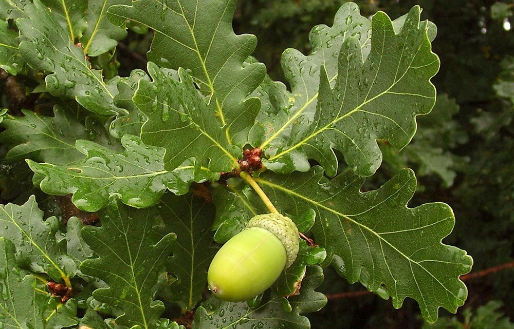 Дуб черешчатый Quercus robur (3,0-4,0м/С30)