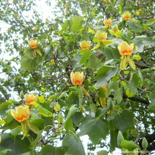 Тюльпанное дерево (Лириодендрон китайский) - Саженец