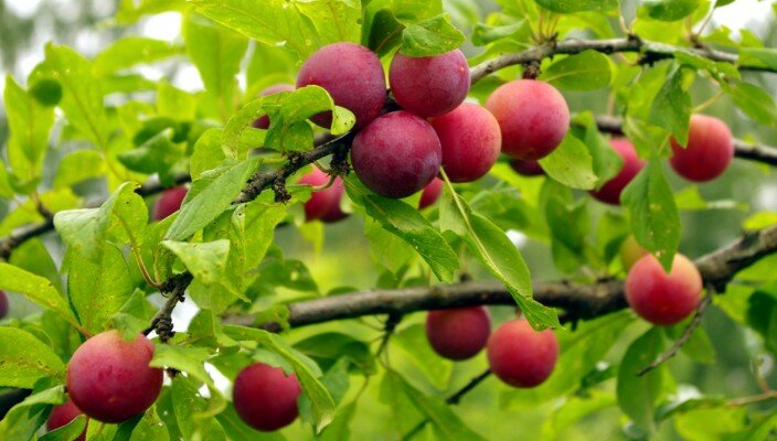 Алыча Prunus divaricataм Дынная (5 лет)