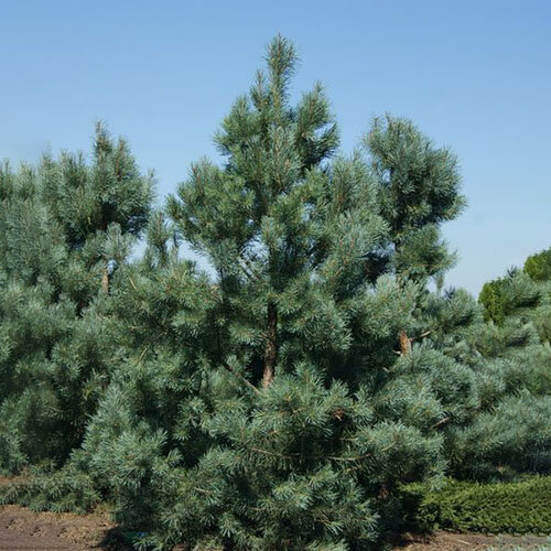 Сосна обыкновенная Глаука (Pinus sylvestris Glauca) (125-150см, саженец конт. 65)