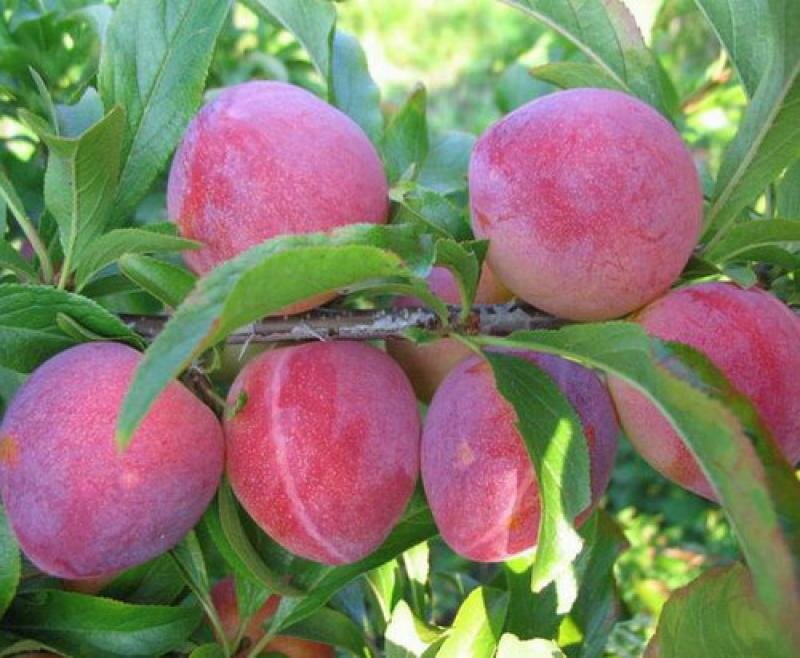 Алыча Prunus divaricataм Комета поздняя (6 лет)