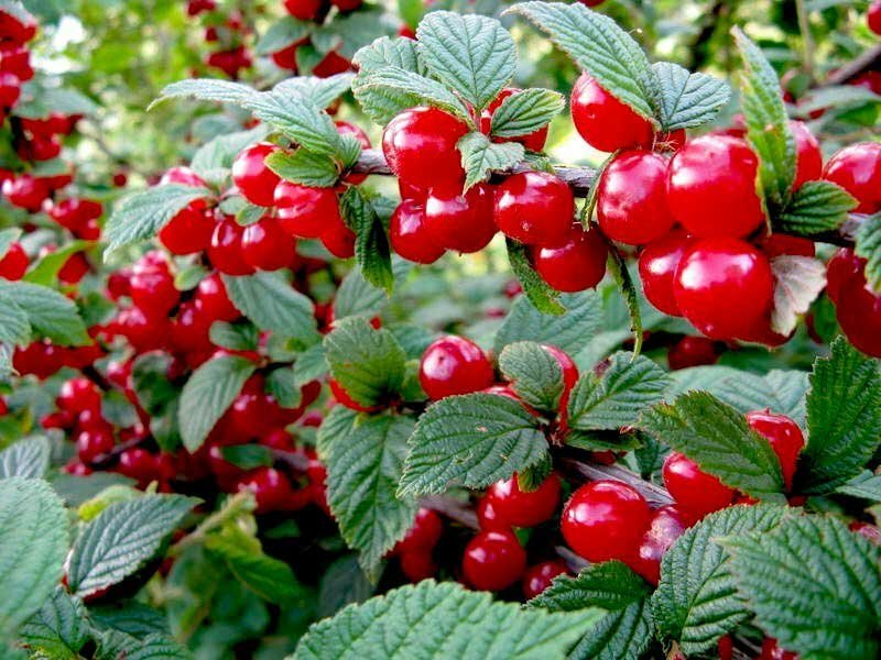 Вишня войлочная Prunus tomentosa Алиса (7 лет)