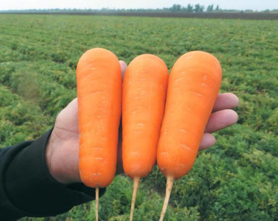 Морковь боливар F1 1,6-1,8 (500 000 семян) Clause