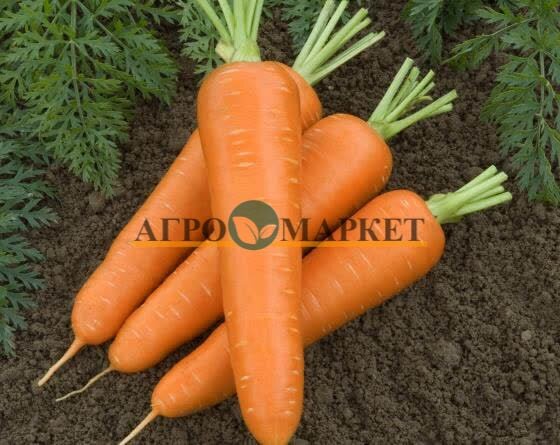 Морковь олимпо F1 (500 000 семян) Vilmorin