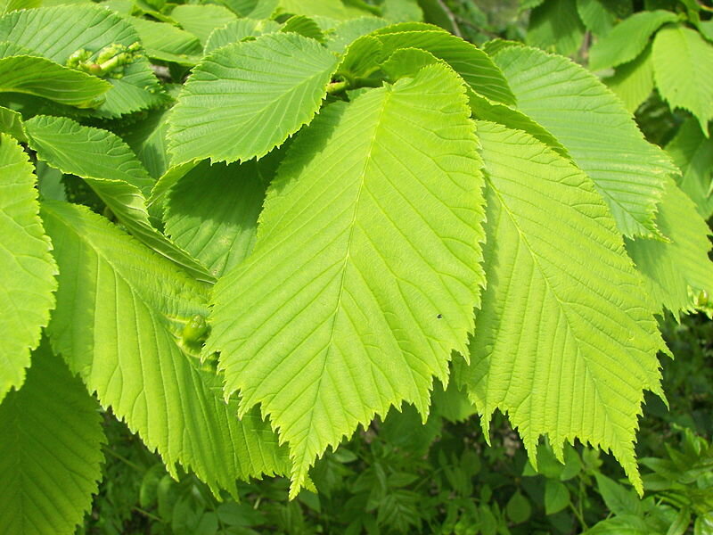 Вяз шершавый Ulmus glabra Exoniensis (2,2-2,5м/С20)