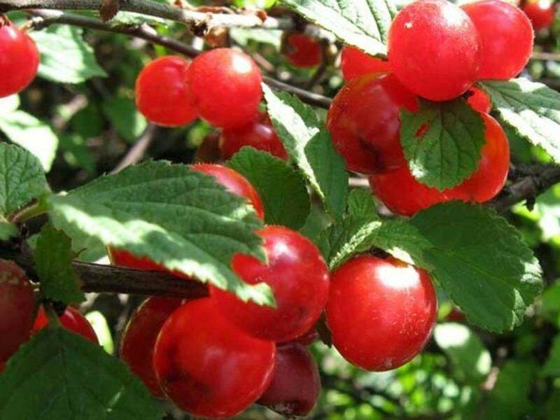 Вишня войлочная Prunus tomentosa Смуглянка восточная (7 лет)
