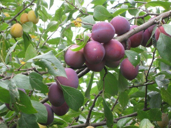 Алыча Prunus divaricataм Фиолетовая десертная (6 лет)