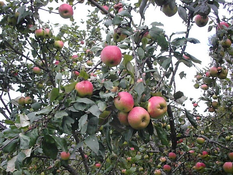 Яблоня Осеннее полосатое (Штрейфлинг) (5 лет)