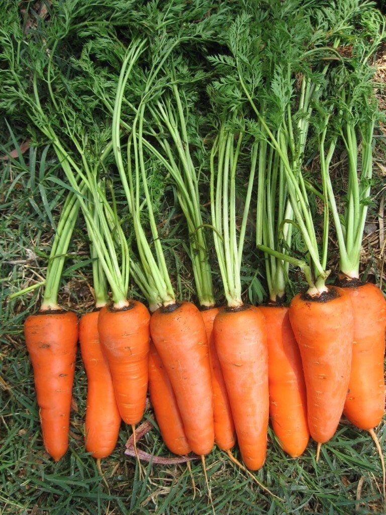 Морковь СВ 3118 ДЧ F1 2,0-2,2 (1 000 000 семян) Seminis