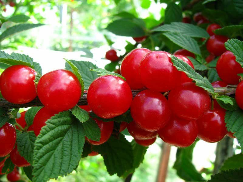 Вишня войлочная Prunus tomentosa Амурка (6 лет)