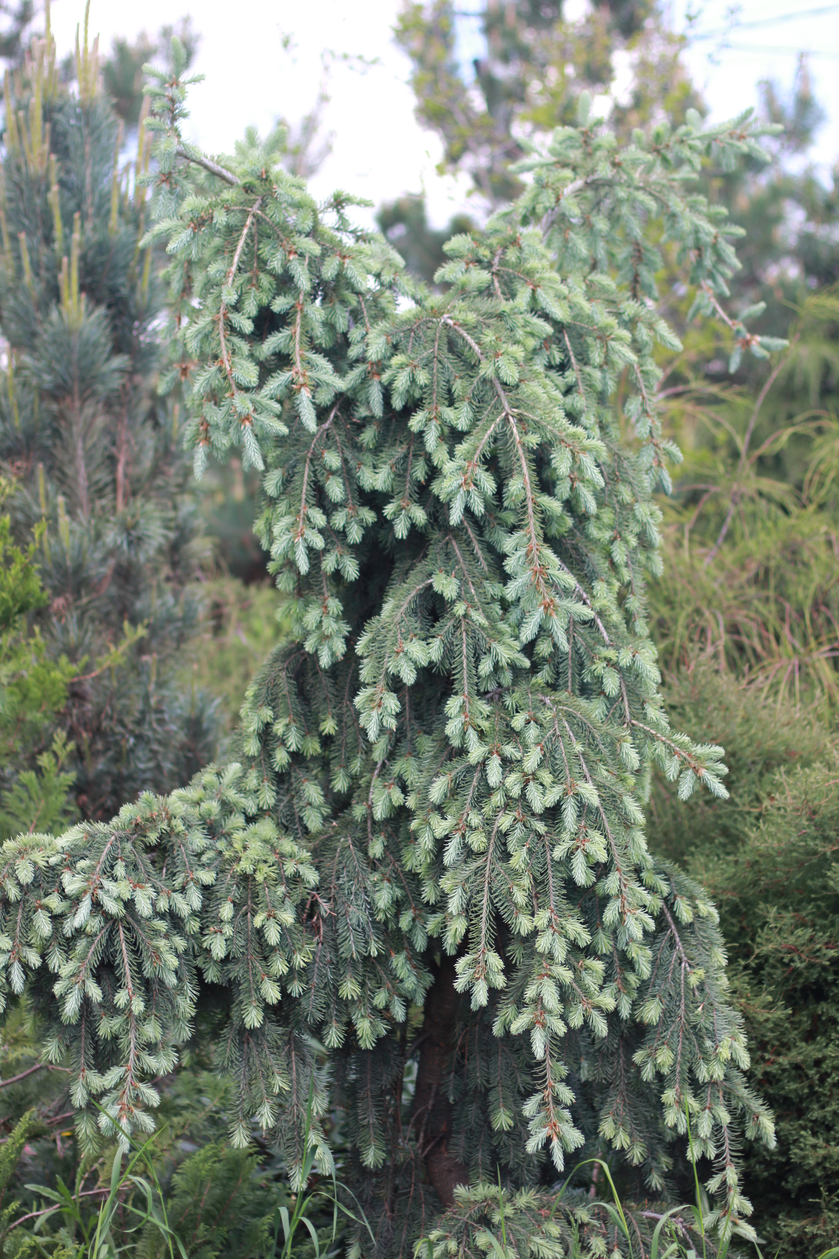 Ель колючая Picea pungens Glauca Pendula (1,3-1,5м/С10)