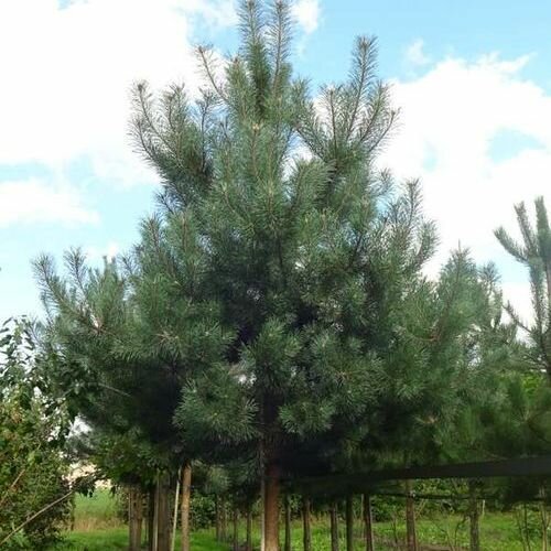 Сосна обыкновенная (Pinus sylvestris Sylvestris ) (120-140см)