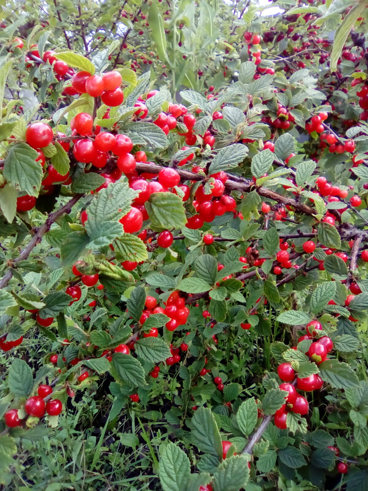 Вишня войлочная Prunus tomentosa Песчановойлочная (5 лет)