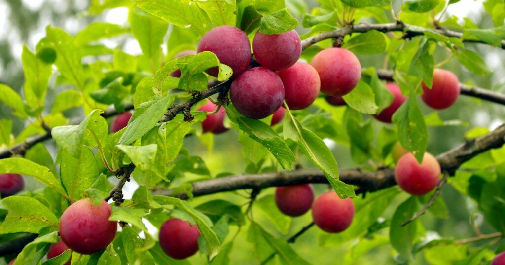 Алыча Prunus divaricataм Гармония (5 лет)