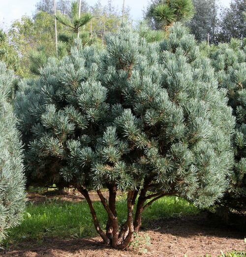 Сосна обыкновенная Ватерери (Pinus sylvestris Watereri) (70-80см, саженец конт. 25л)