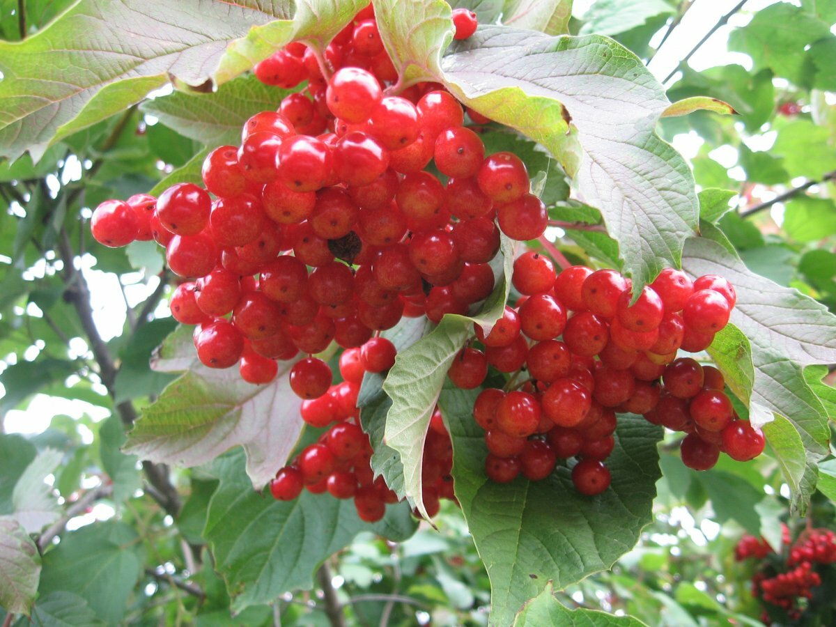 Калина красная Viburnum оpulus Шукшинская (2,5-3,0м/С25)