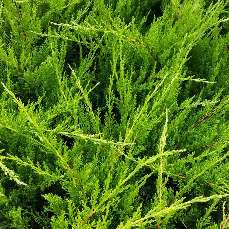 Можжевельник Juníperus Мint Julep (1,3-1,5м/С10)
