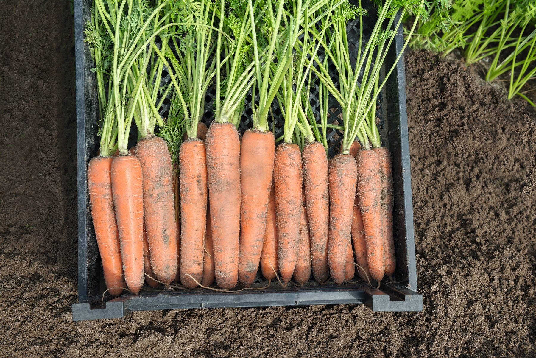 Морковь нектар F1 1,8-2,0 (1 000 000 семян) Bejo