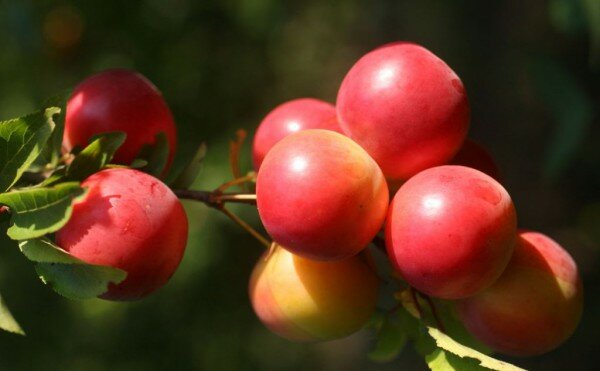 Алыча Prunus divaricataм Сливовидная (6 лет)