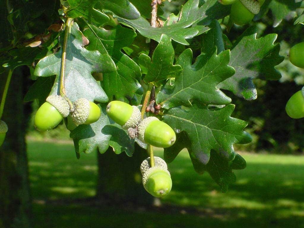 Дуб черешчатый Quercus robur Asplenifolia (1,3-1,5м/С10)