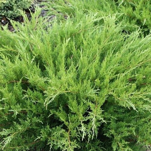 Можжевельник средний Минт Джулеп (Juniperus media (pfitzeriana) Mint Julep) (60-70см, саженец конт. 35л)