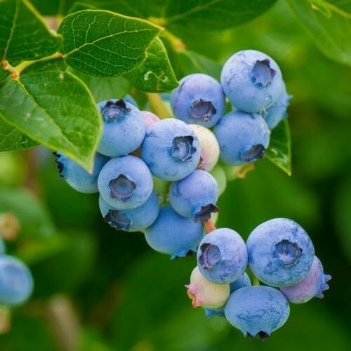 Голубика высокорослая Легаси (Vaccinium corimbosum Legacy) (100-120мм, саженец конт. 35л)