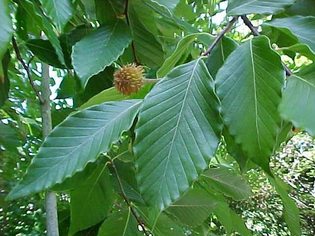 Бук крупнолистный Fagus grandifolia (1,8-2,2м/С15)