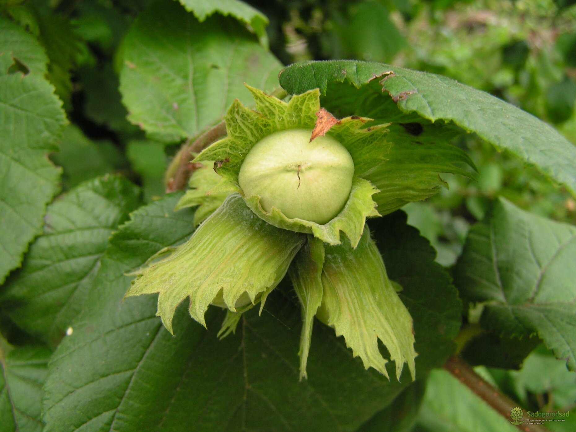 Фундук Corylus maxima Отличный (6 лет)