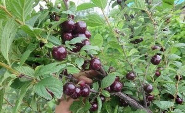 Вишня войлочная Prunus tomentosa Даманка (6 лет)