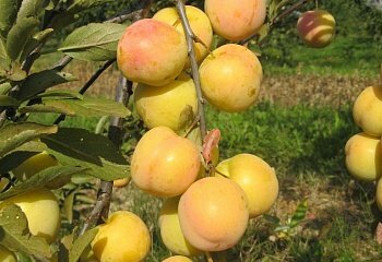 Алыча Prunus divaricataм Ветразь (6 лет)