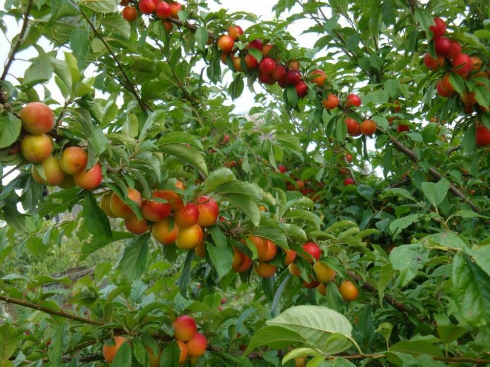 Алыча Prunus divaricataм Витьба (6 лет)