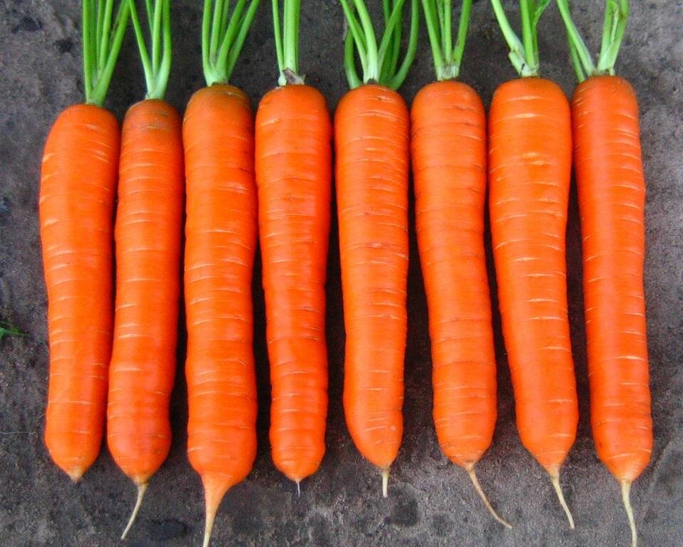 Морковь колтан F1 (1 000 000 семян) Nunhems