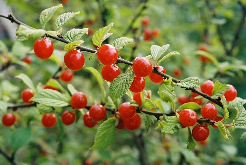 Вишня войлочная Prunus tomentosa Триана (6 лет)