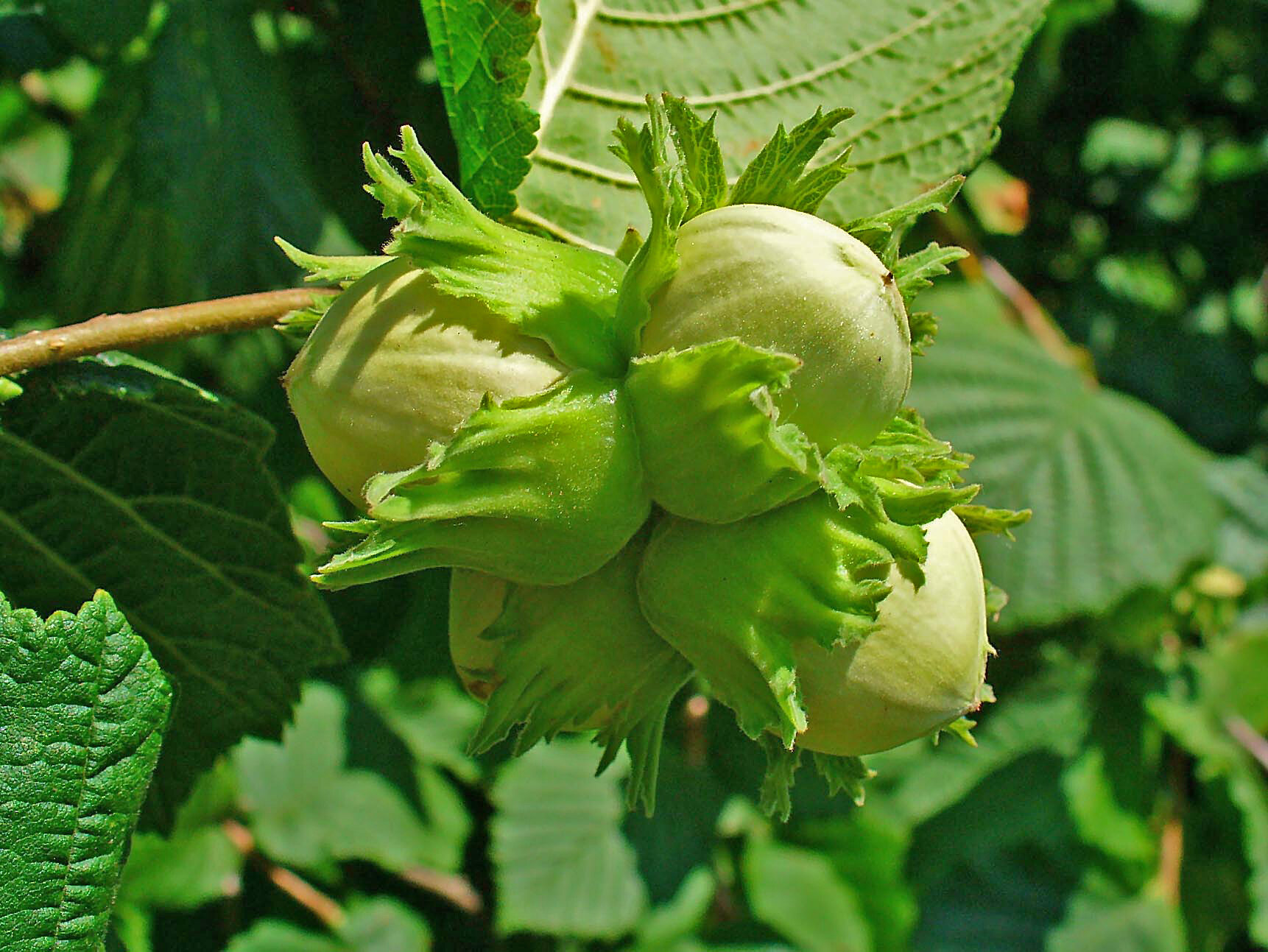 Фундук Corylus maxima Президент (6 лет)