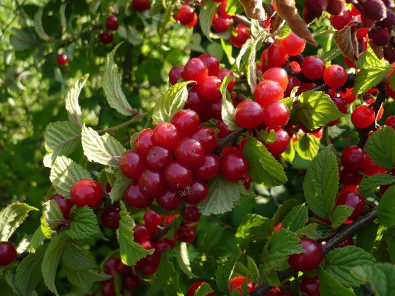 Вишня войлочная Prunus tomentosa Натали (5 лет)